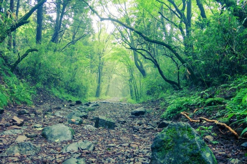 Old tokaido road hakone