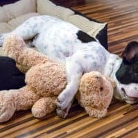 Boomerly.com - 4 Ways Getting a Pet Can Help You Find Friends and Beat Loneliness