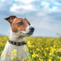 Boomerly.com - 4 Ways Getting a Pet Can Help You Find Friends and Beat Loneliness