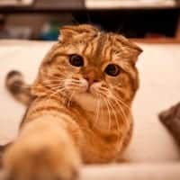 Boomerly.com - 4 Ways Getting a Pet Can Help You Find Friends and Beat Loneliness