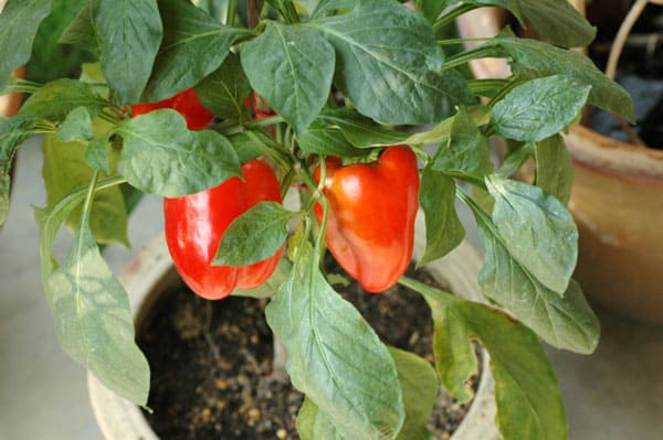 container gardening - choose the right plants
