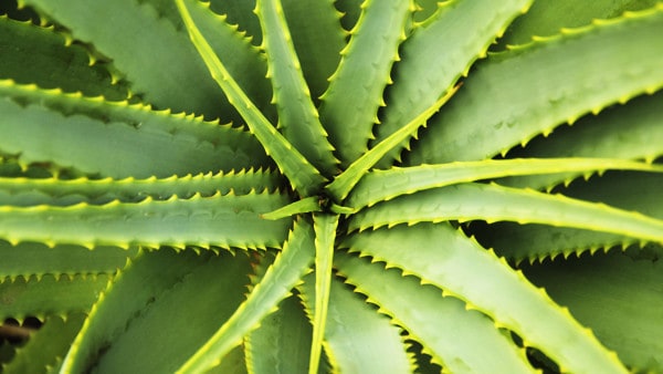 Aloe