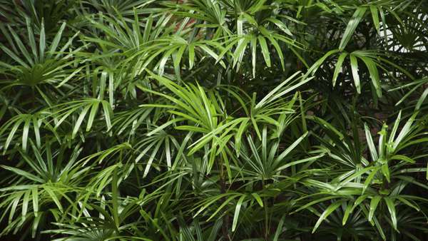 Bamboo Palm