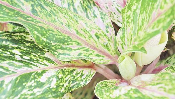 Chinese Evergreen