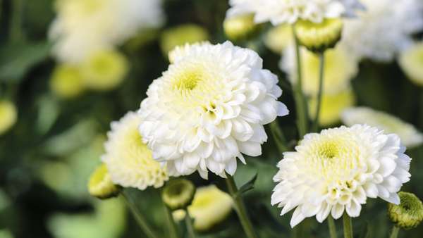 Chrysanthemum