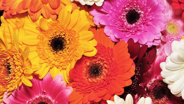Gerber Daisy