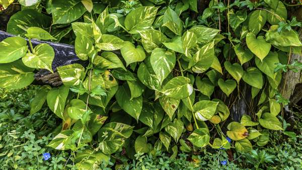 Golden Pothos