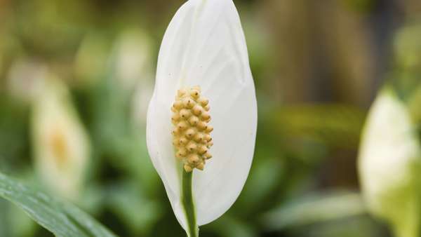 Peace Lily
