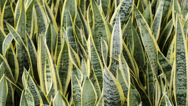 Snake Plant