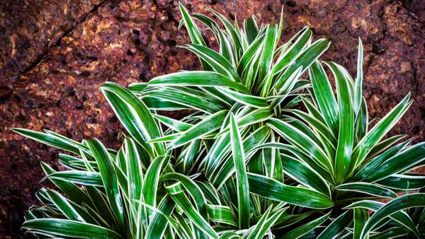 Spider Plant