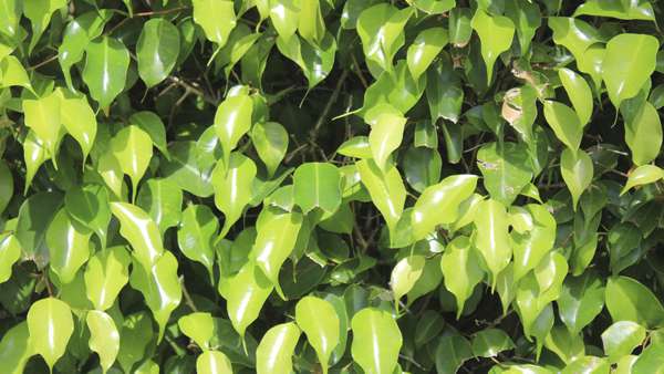 Weeping Fig