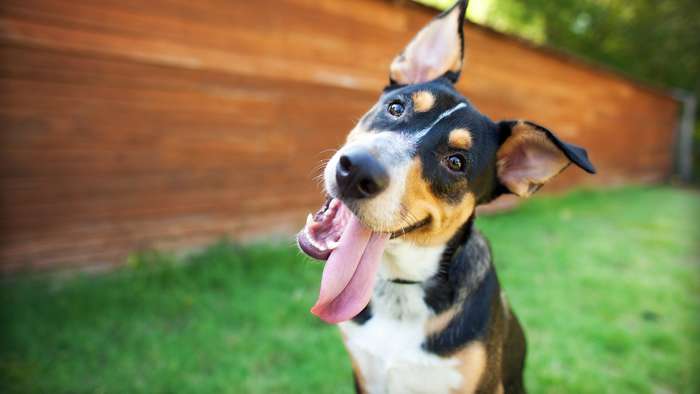 Benefits of having a pet - 1