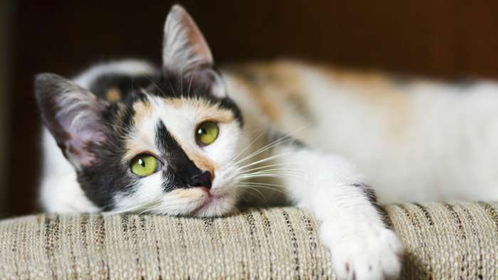 Benefits of having a pet - 4