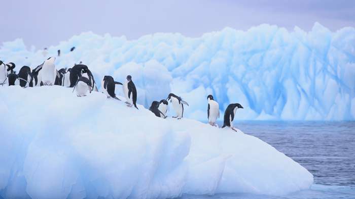 Once in a Lifetime Trips - Antarctica