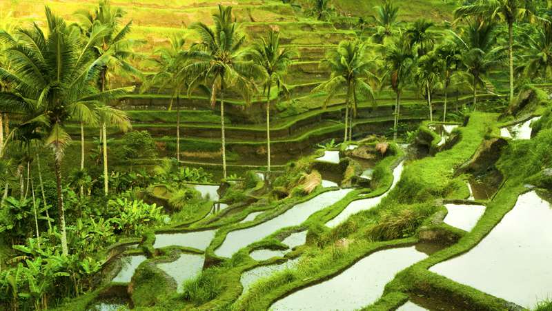 Bali retirement - 2
