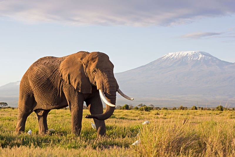 Kenya Safari
