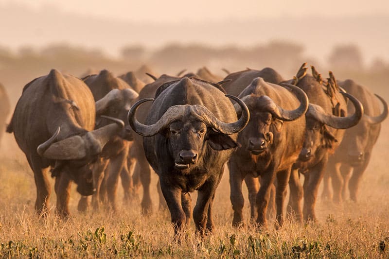 Kenya Safari