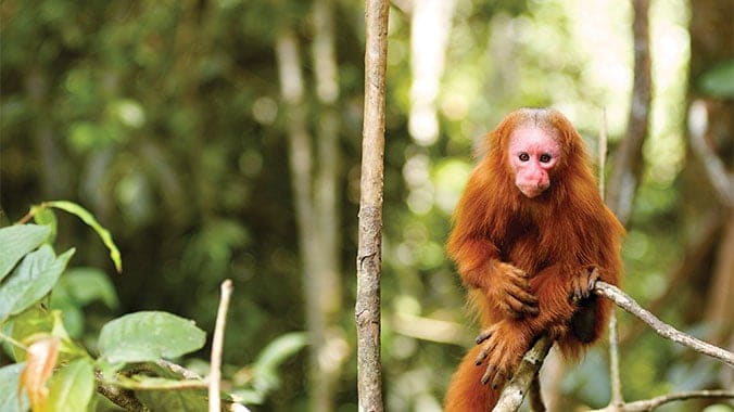 amazon river cruise