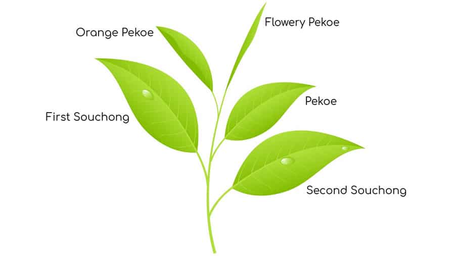 Orange Pekoe