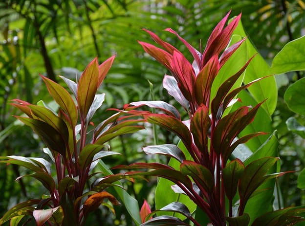 Hawaii Tropical Bioreserve & Garden