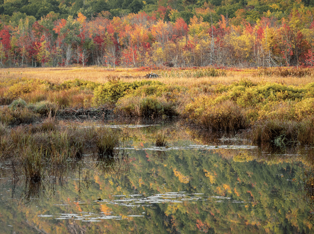 Autumn in Acadia