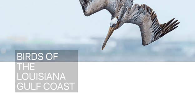 Birds of the Louisiana Gulf Coast