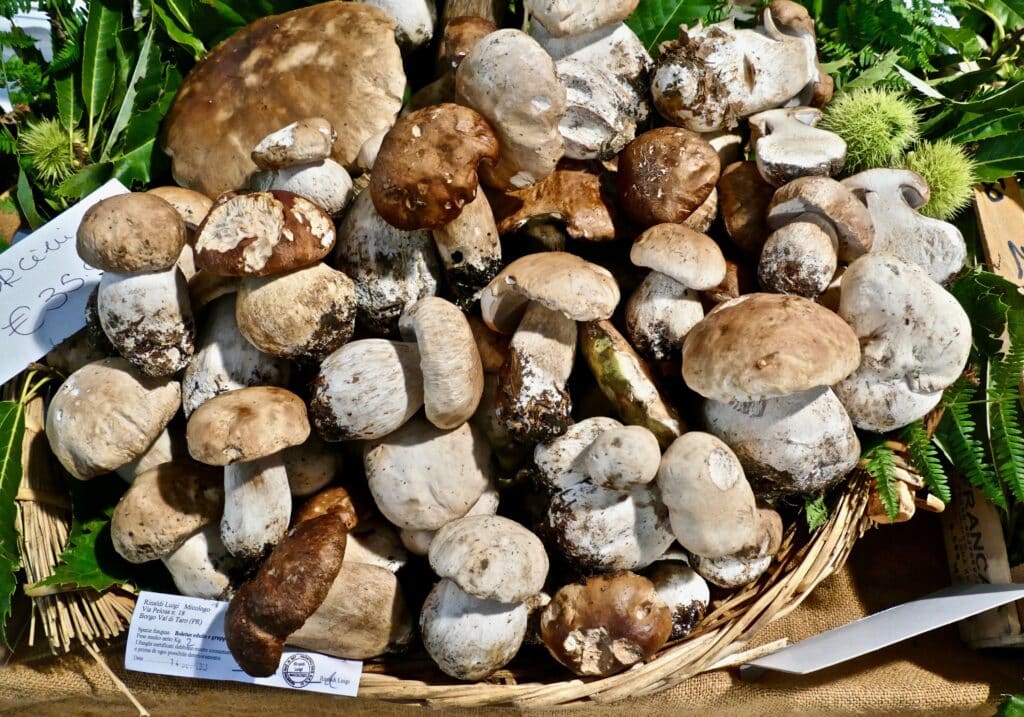 Borgotaro Mushroom Festival