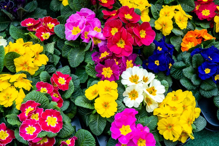 primroses