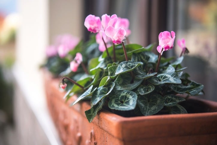 cyclamen